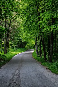 林间高速公路马路道路沥青路摄影图片