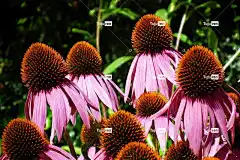 锥花 花朵 花园 花壁纸 粉红色的花朵 花瓣 美丽的花朵