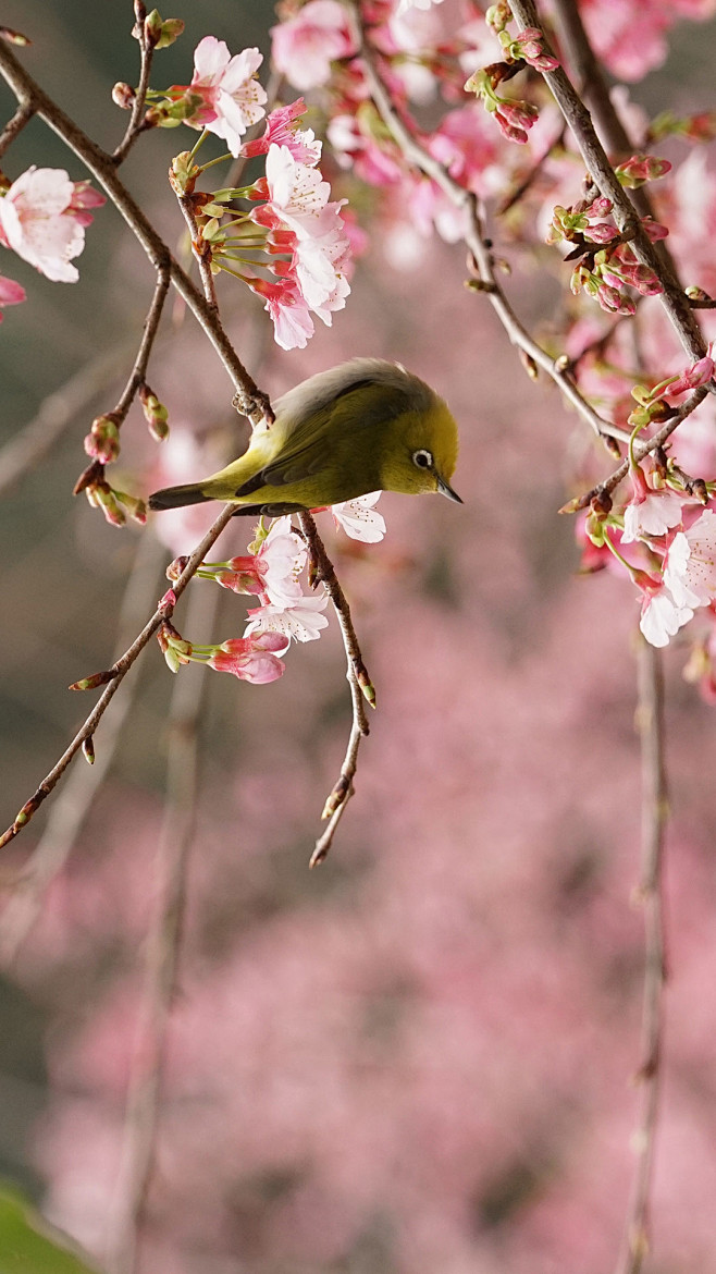 一只在樱花树上嬉戏的绿绣眼（© Reec...