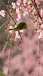 一只在樱花树上嬉戏的绿绣眼（© Reece Cheng/500px）
古代的春分分为三候：“一候玄鸟至，二候雷乃发声，三候始电。”便是说春分日后，燕子便从南方飞来了，下雨时天空便要打雷并发出闪电。春分后，中国南方大部分地区越冬作物进入春季生长阶段，气温也继续回升，真正的春天来了，你也开始一个全新的自己吧！