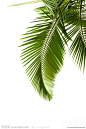 密密麻麻的树叶 透光 绿叶图片素材 棕榈叶 女装包包阳光系素材 棕榈树叶 植物学,椰子,绿色,悬挂的,叶子 椰树 棕榈叶