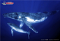 露脊鲸摄影图片素材