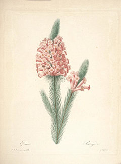 yesigrid采集到Choix des plus belles fleurs