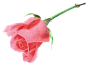 粉-玫瑰