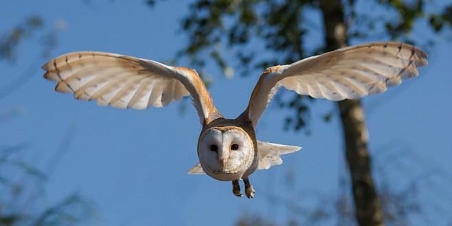 barn-owl-1107397_960...