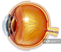 Anatomy of an eye, illustration详情 - 创意图片 - 视觉中国 VCG.COM