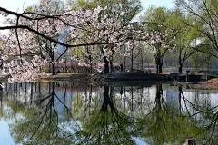 圆明园踏青节4月1日开幕 御驾巡游攻略推荐