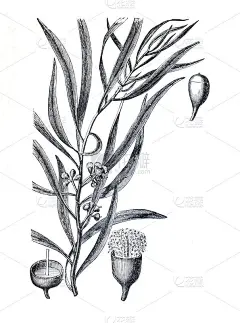 复古插图桉树杏仁或黑色薄荷植物。手绘的药用植物。植物雕刻元素。