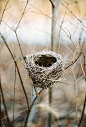 So sad for birds in cages who have the will and the ability to soar with their wings and build homes for their little ones. Instead their wings are clipped and they live alone behind bars. People think they sing but they weep with longing for all that was