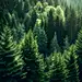 forest-with-green-tree-top