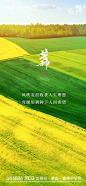 芒种节气海报设计