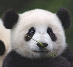 三生小道采集到熊猫