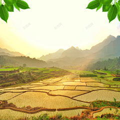 琴丸桑采集到粮油素材