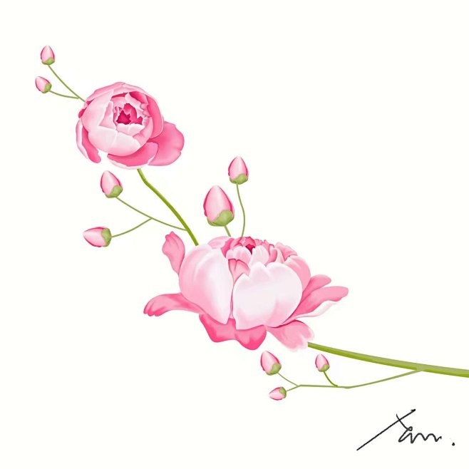 芍药
