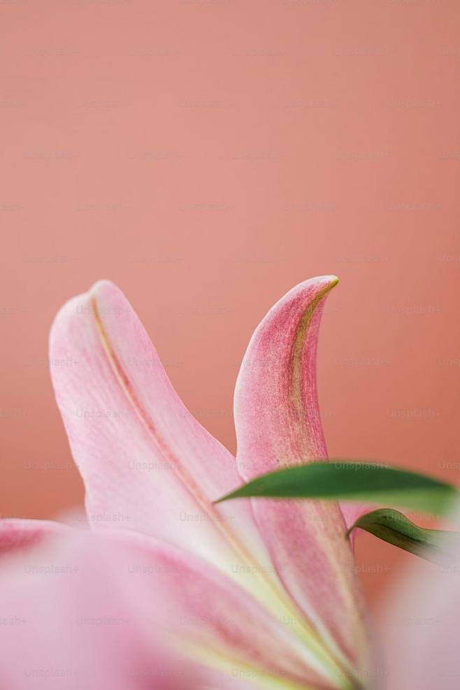 a close up of a pink...