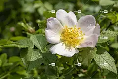 布莱恩 盛开 绽放在 花 花壁纸 树叶 植物群 花卉背景 衬套
