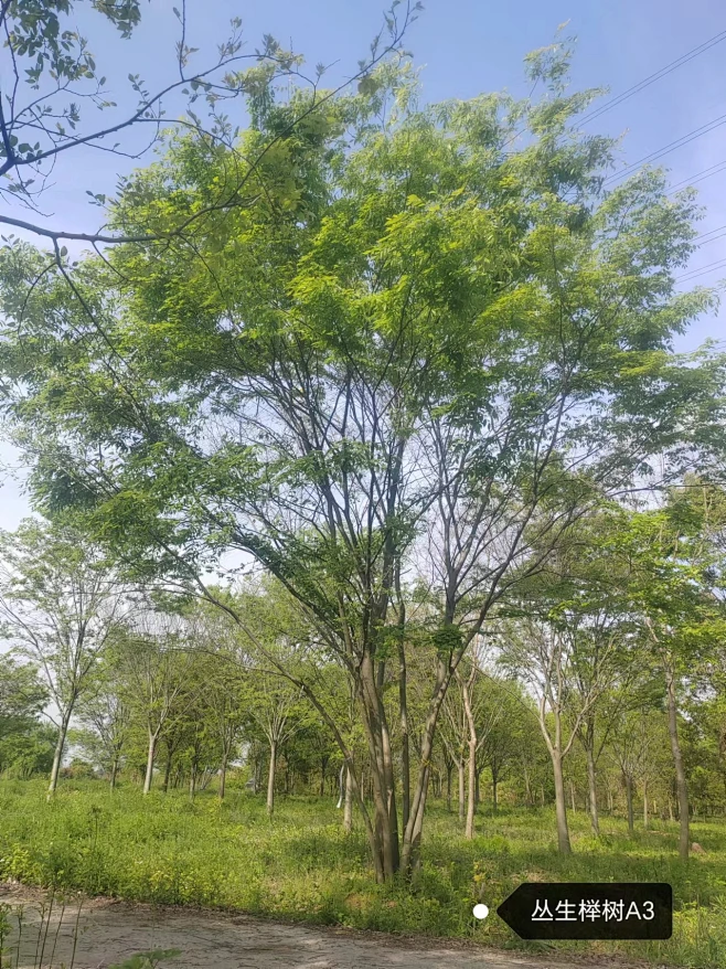 丛生榉树-花瓣网