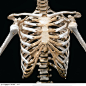 人体器官模型-人体骨骼模型