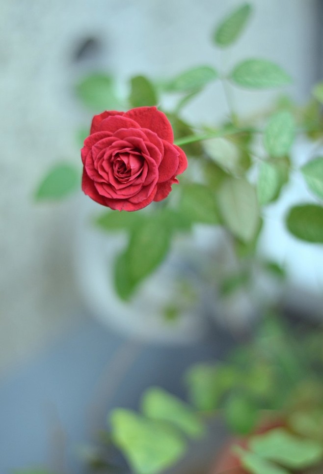 四季常开的玫瑰，家里种点花总是能给自己带...