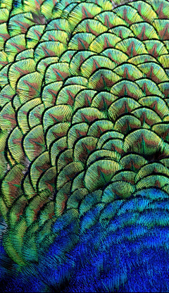 菠兽采集到VFX