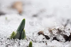 雪花莲在雪地里第一次发芽