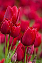 Tulipanes en Primavera