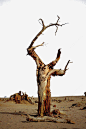 胡杨沙漠中干枯的树png免抠素材_新图网 https://ixintu.com 胡杨 树 干枯 沙漠