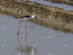 黑翼高跷(Himantopus Himantopus)和水中倒影