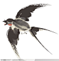 中国水墨画-飞翔的燕子