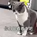 越想越气 猫咪表情包的搜索结果_百度图片搜索