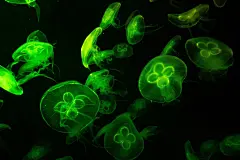 多彩深海水母海洋生物摄影图