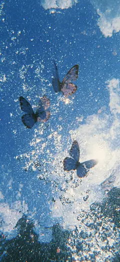 蓝调蝴蝶壁纸
