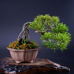 眼角間、劃諾丶沒落采集到微景 Micro scene