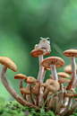 蘑菇 场景素材 光影