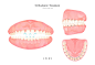 牙齿细小 牙缝稀疏 美容牙齿 健齿插图插画设计PSD tid273t000504