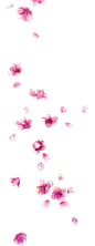 花瓣雨过晴空卖萌鸡汁团采集到晴空°——花朵素材652图_花瓣