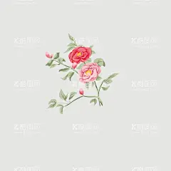 山茶花  - 源文件下载【酷图网】手绘,国风,山茶花,花卉,植物