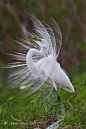 Great Egret: Animals, Nature, Beauty, Beautiful Birds, White Egret, Heron, Photo