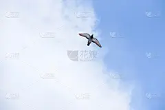 天空,鸽子,晴朗,海洋,白昼,美,水平画幅,形状,无人,飞