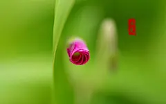 二十四节气立夏优美高清壁纸