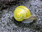 柠檬蜗牛