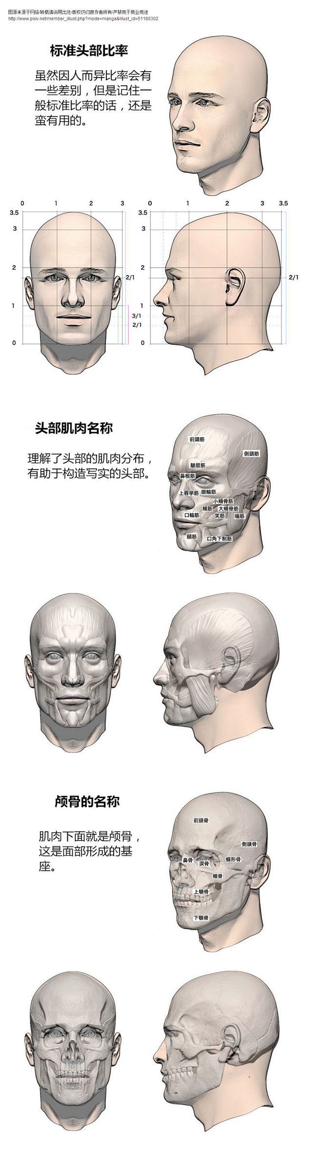 头部学习教程 - 优动漫 动漫创作支援平...