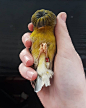 一只叫“Barry”的宠物格洛斯特金丝雀(Gloster Canary)
via：barrybirb（IG）
-
格洛斯特金丝雀(Gloster Canary)有着非常讲究的“锅盖头”发型
最初由一位英国老太在1920年代培育出来，作为一种“类型金丝雀type canary”,格洛斯特金丝雀的繁育目标主要是外观而不是颜色或者歌唱。 ​​​​