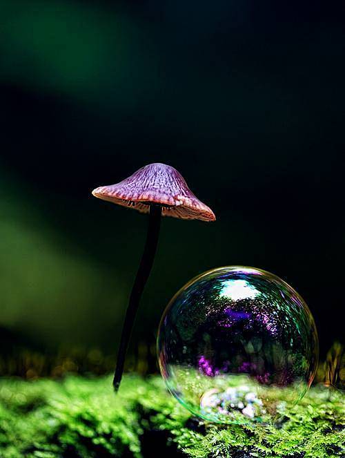 紫色小蘑菇~