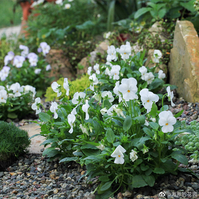 前景三色堇纯白色