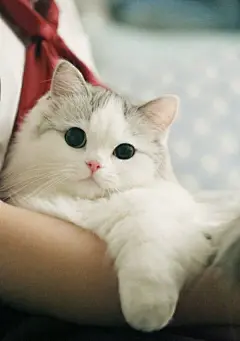 高清可爱萌猫小清新手机壁纸图片