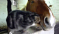 cat and horse make unlikely friendship 