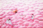 【越南年轻艺术家 Duong Ngoc Son插画作品欣赏】——  Flower Field