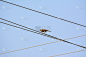 Birds on Wires