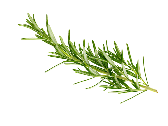 休止符_ly从木笛生转采于2018-09-18 15:31:36迷迭香素材休止符_ly该